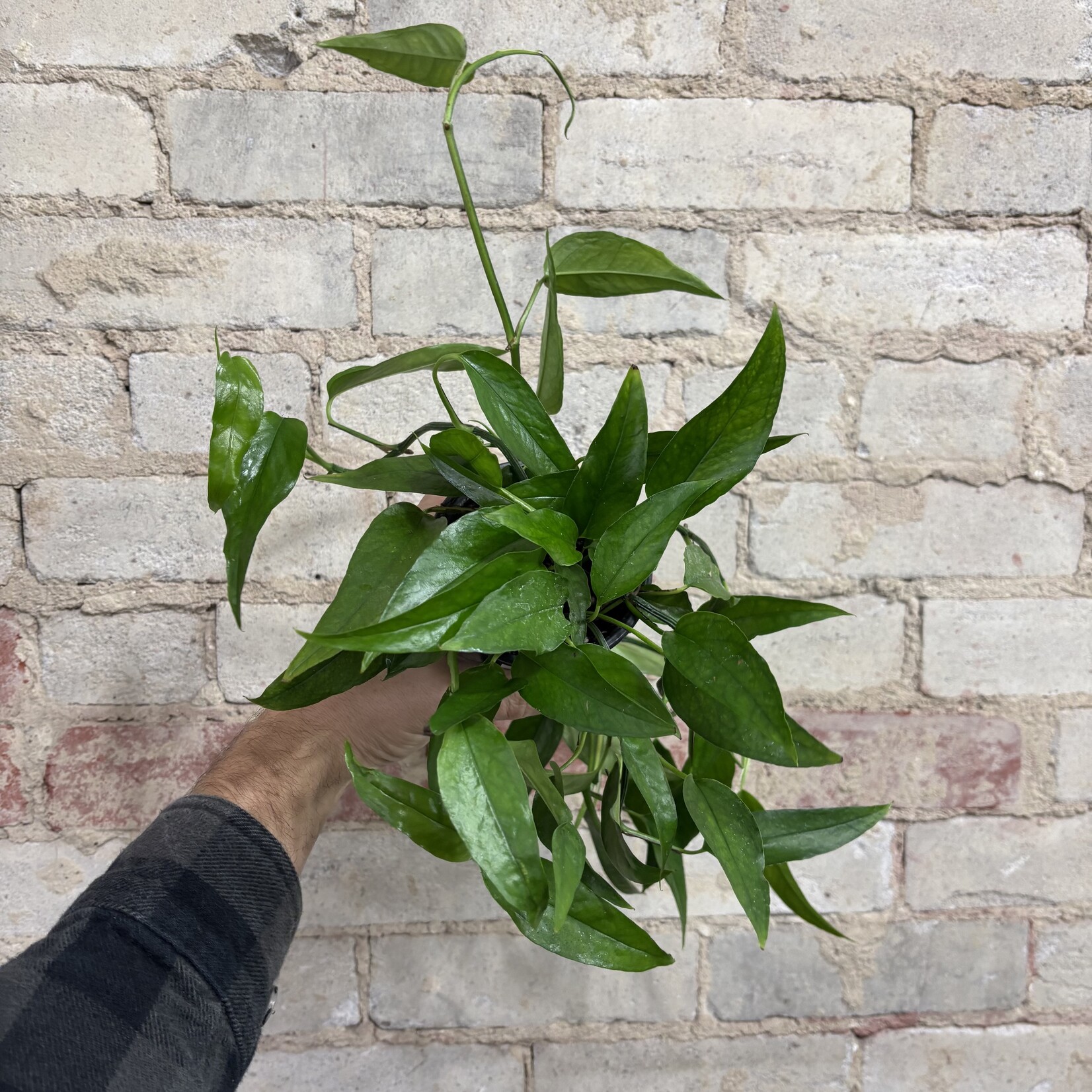 Epipremnum Skeleton Key 4"