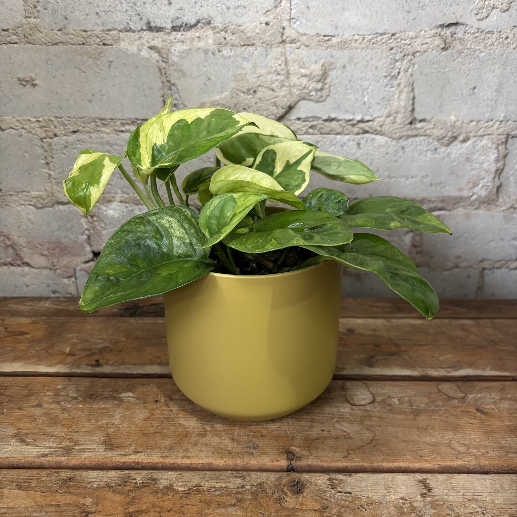 Pothos Lemon Meringue 4"