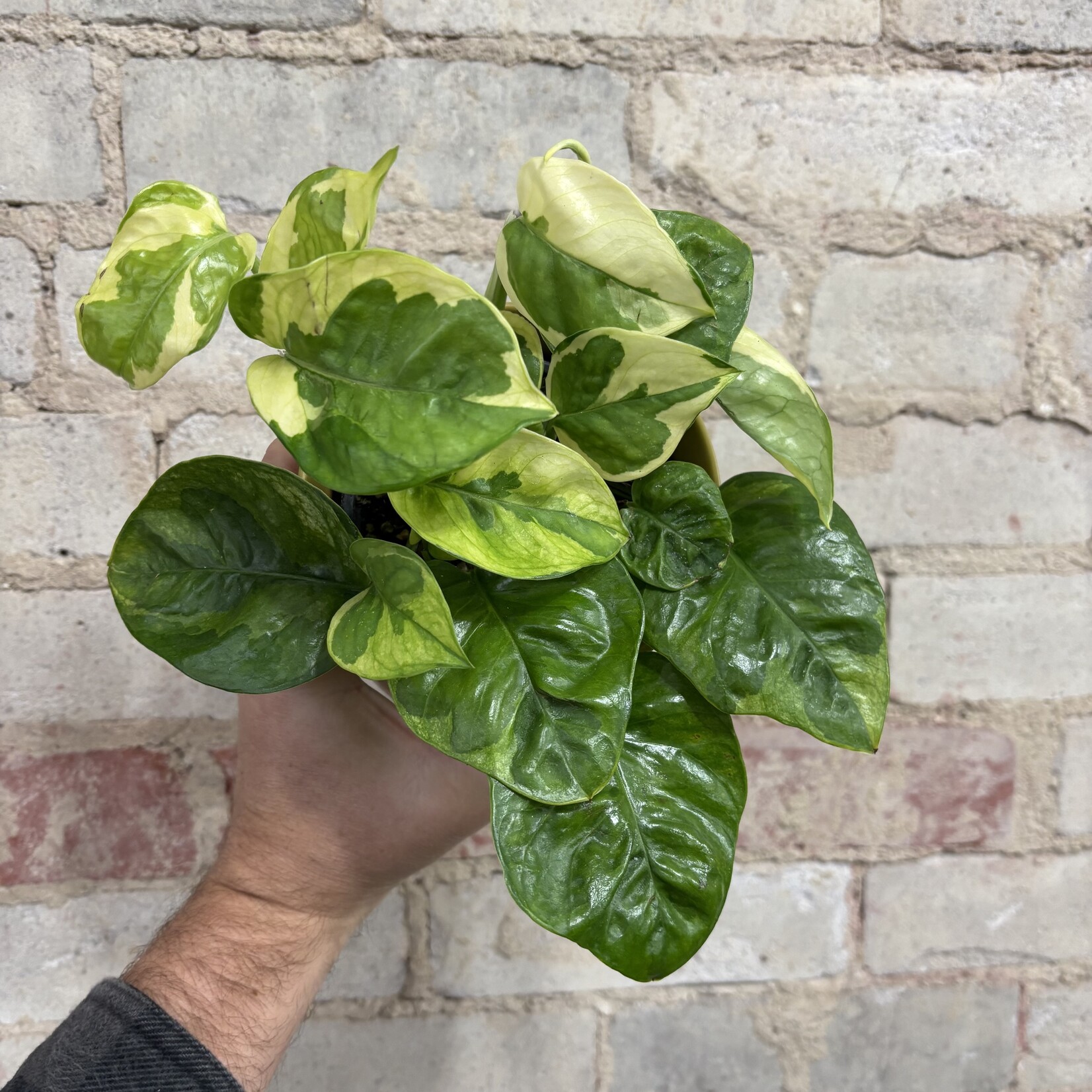 Pothos Lemon Meringue 4"
