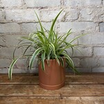Spider Plant 4"