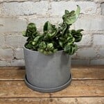 Hoya Compacta Green Rope 6"