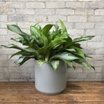 Aglaonema Silver Bay 10"