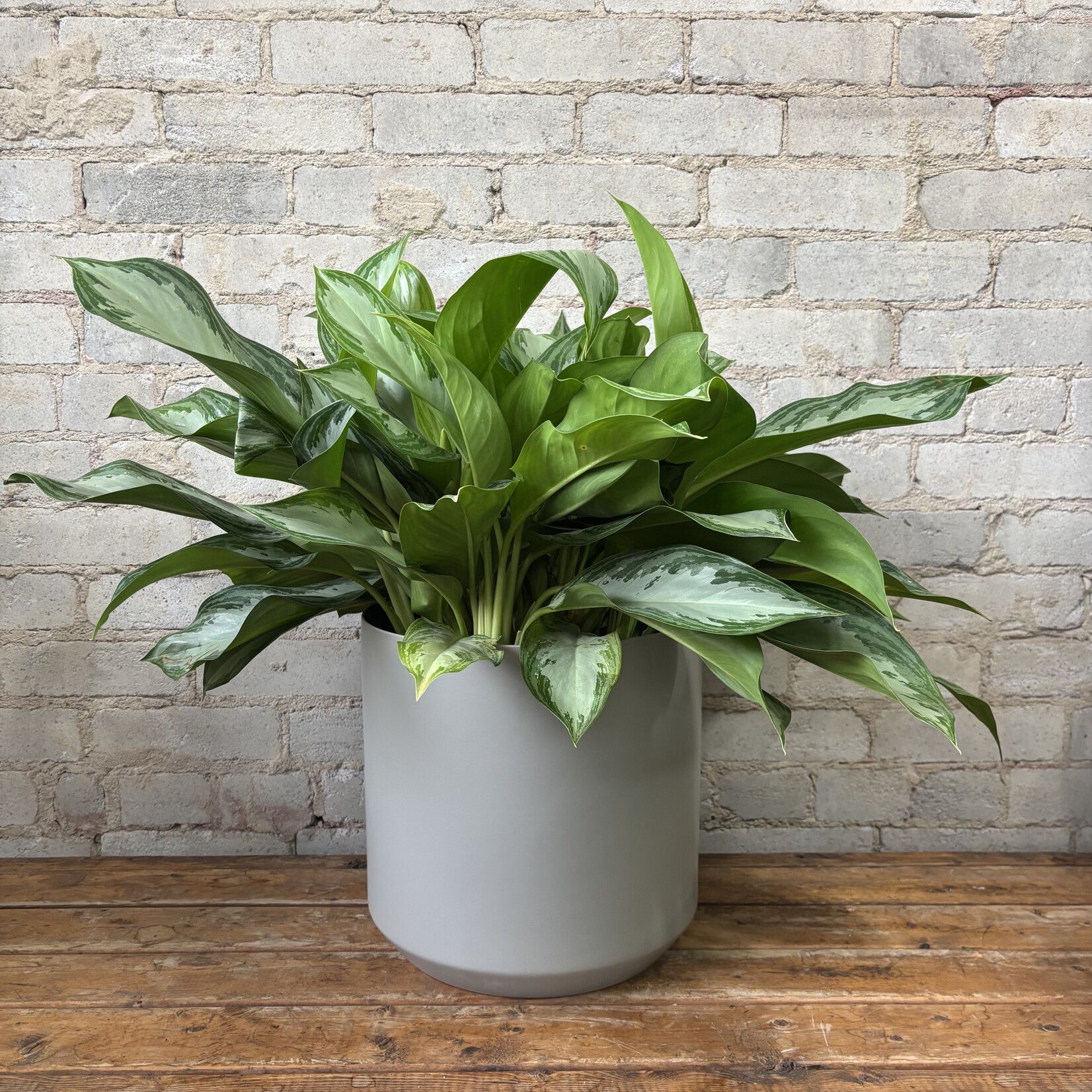 Aglaonema Silver Bay 10"