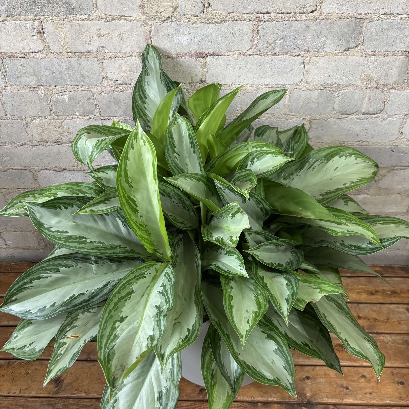 Aglaonema Silver Bay 10"