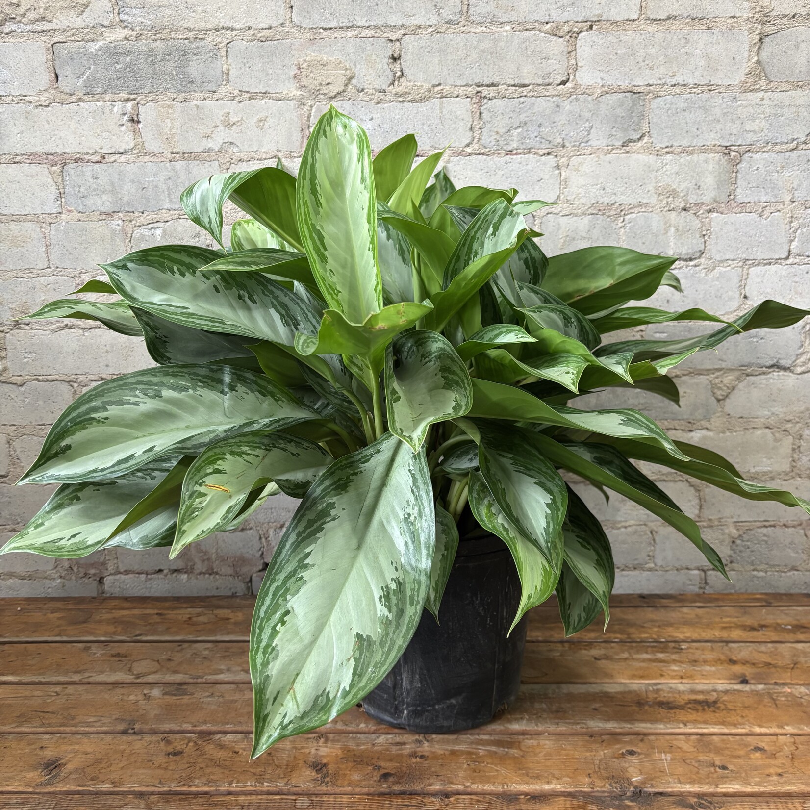 Aglaonema Silver Bay 10"