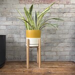 Sansevieria Lauren 6"