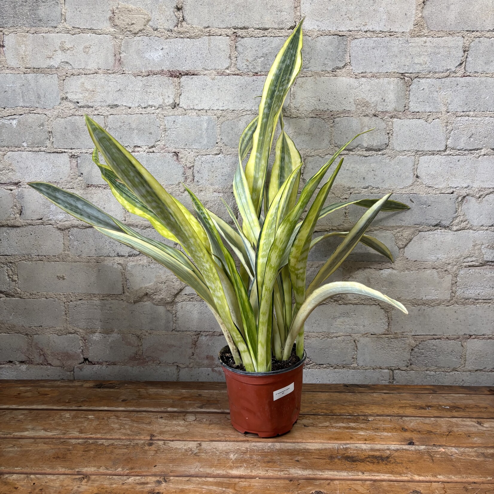 Sansevieria Lauren 6"
