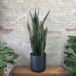 Sansevieria Zeylanica 14"
