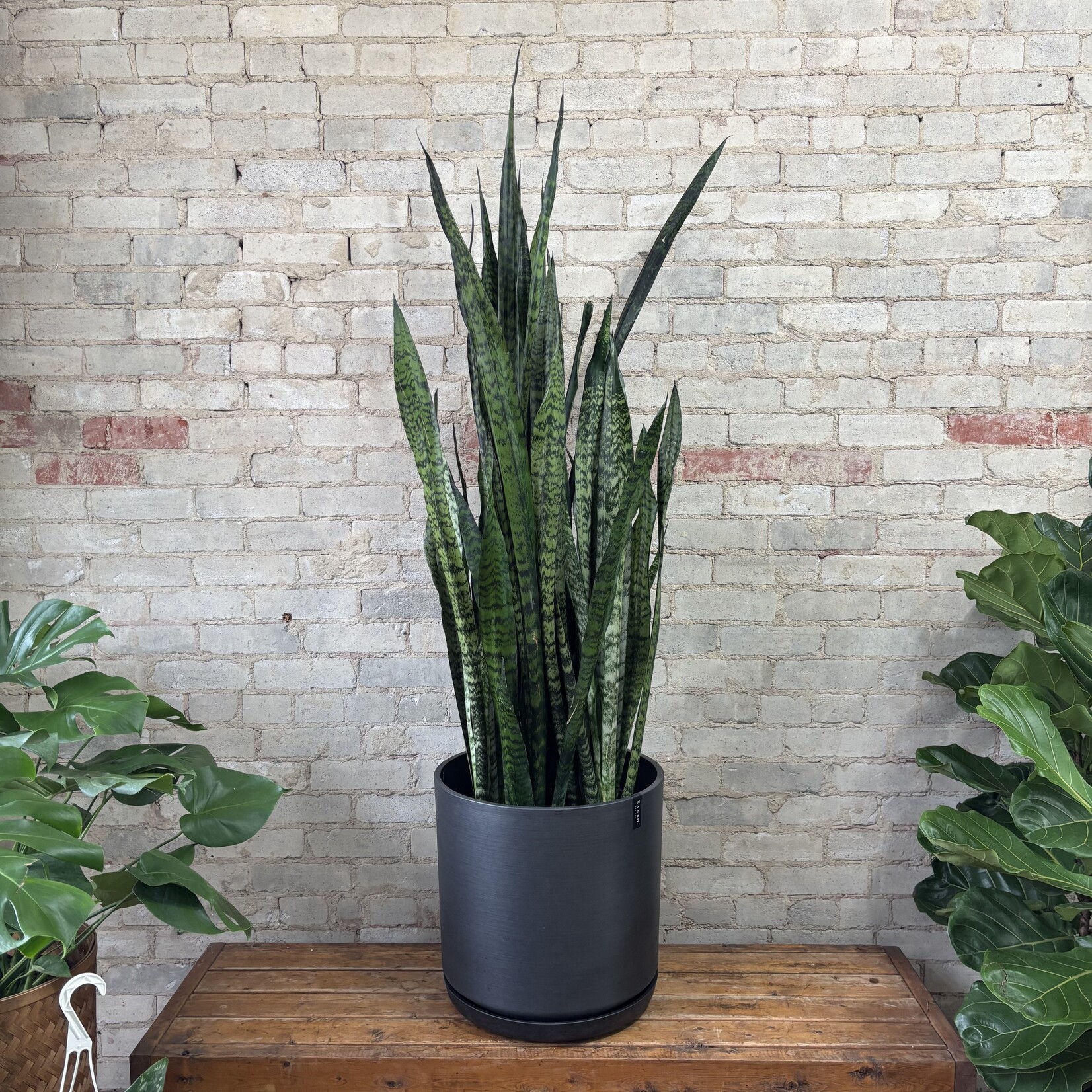 Sansevieria Zeylanica 14"