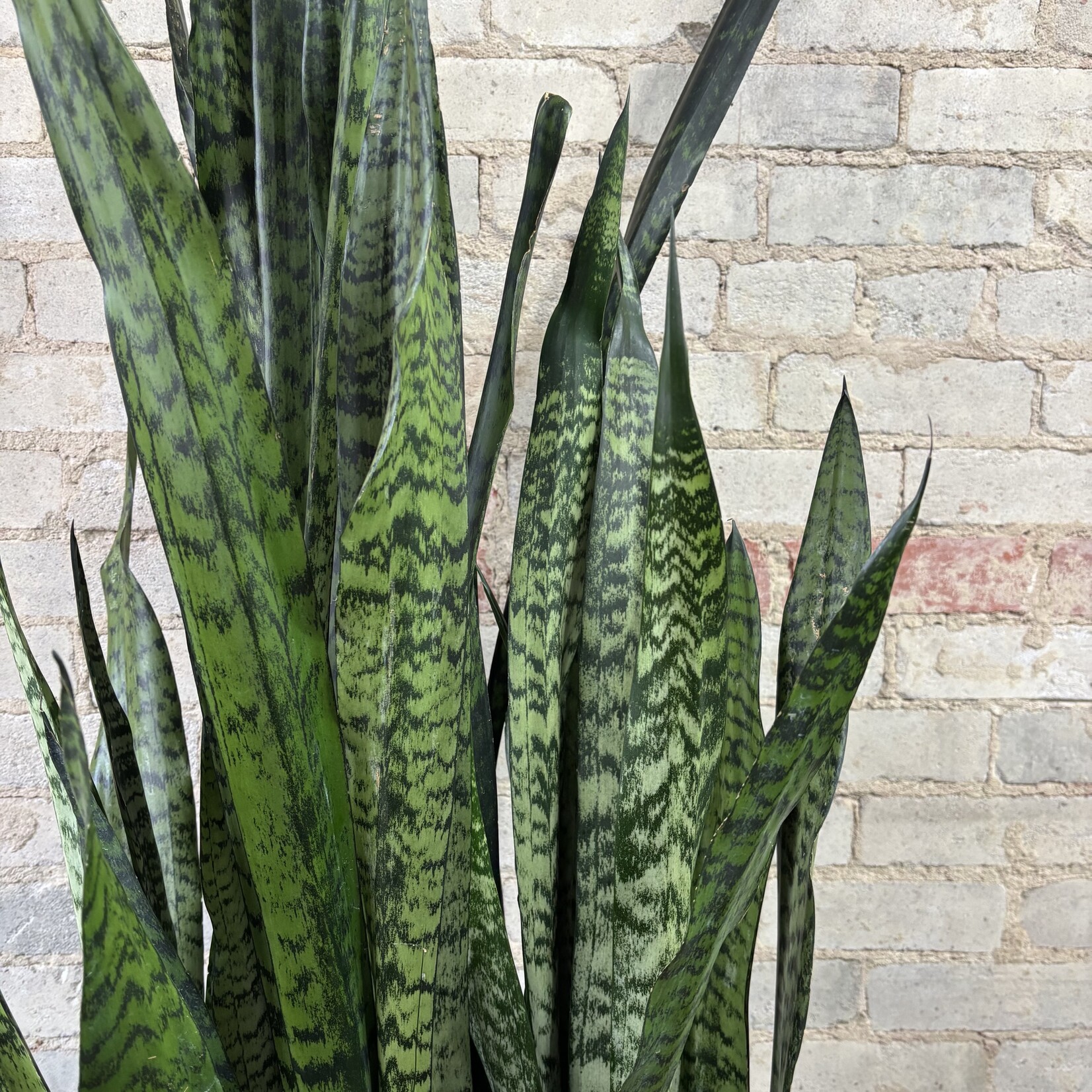 Sansevieria Zeylanica 14"