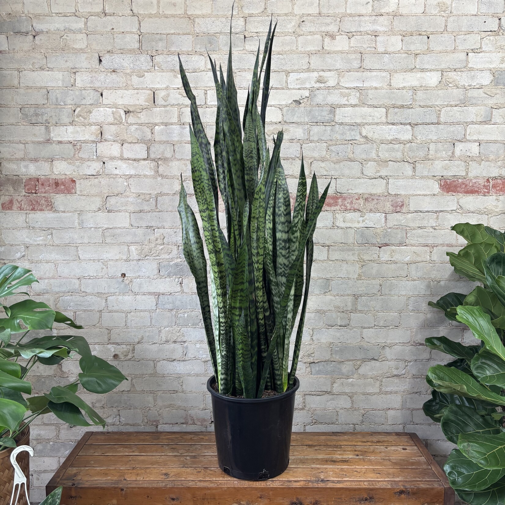Sansevieria Zeylanica 14"