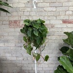 Philodendron Cordatum Heart-Leaf 8" HB