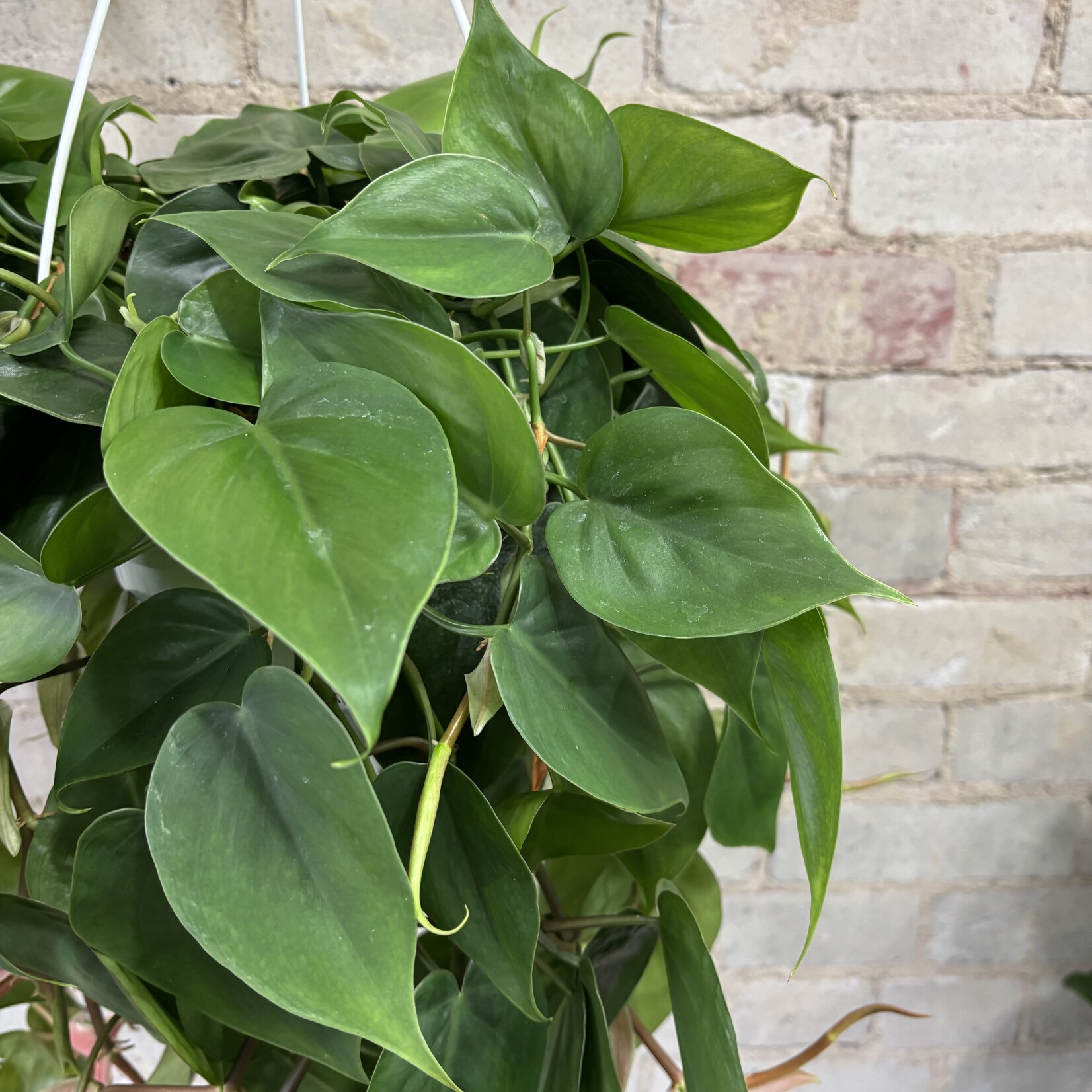 Philodendron Cordatum Heart-Leaf 8" HB