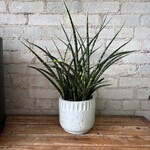 Sansevieria Fernwood 6"