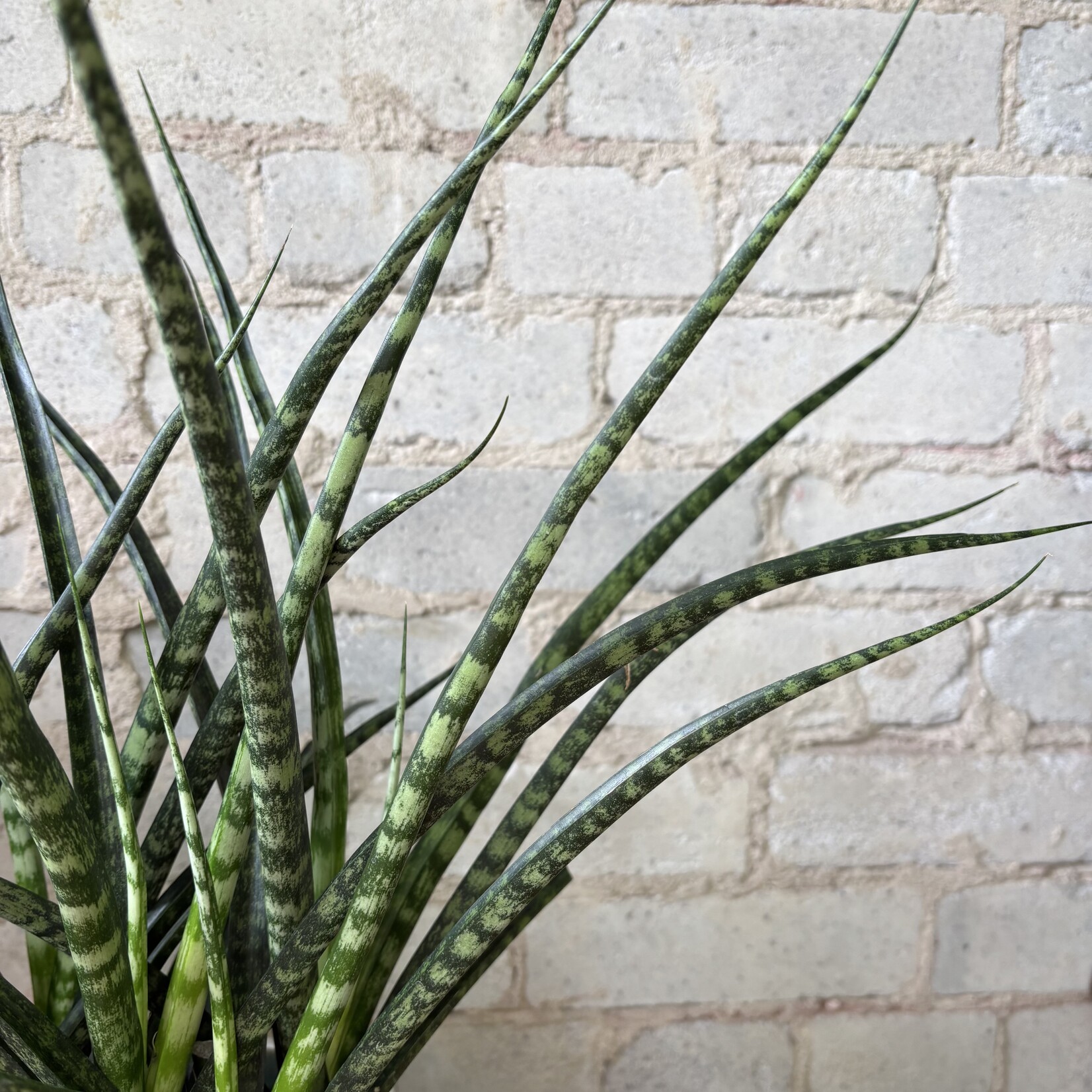 Sansevieria Fernwood 6"