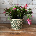 Schlumbergera 'Christmas Cactus' 6" Dark Pink