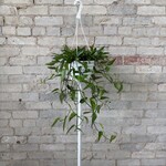 Epipremnum Skeleton Key 8"