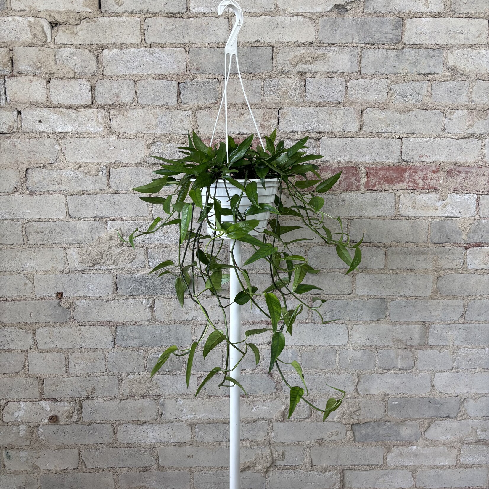 Epipremnum Skeleton Key 8"