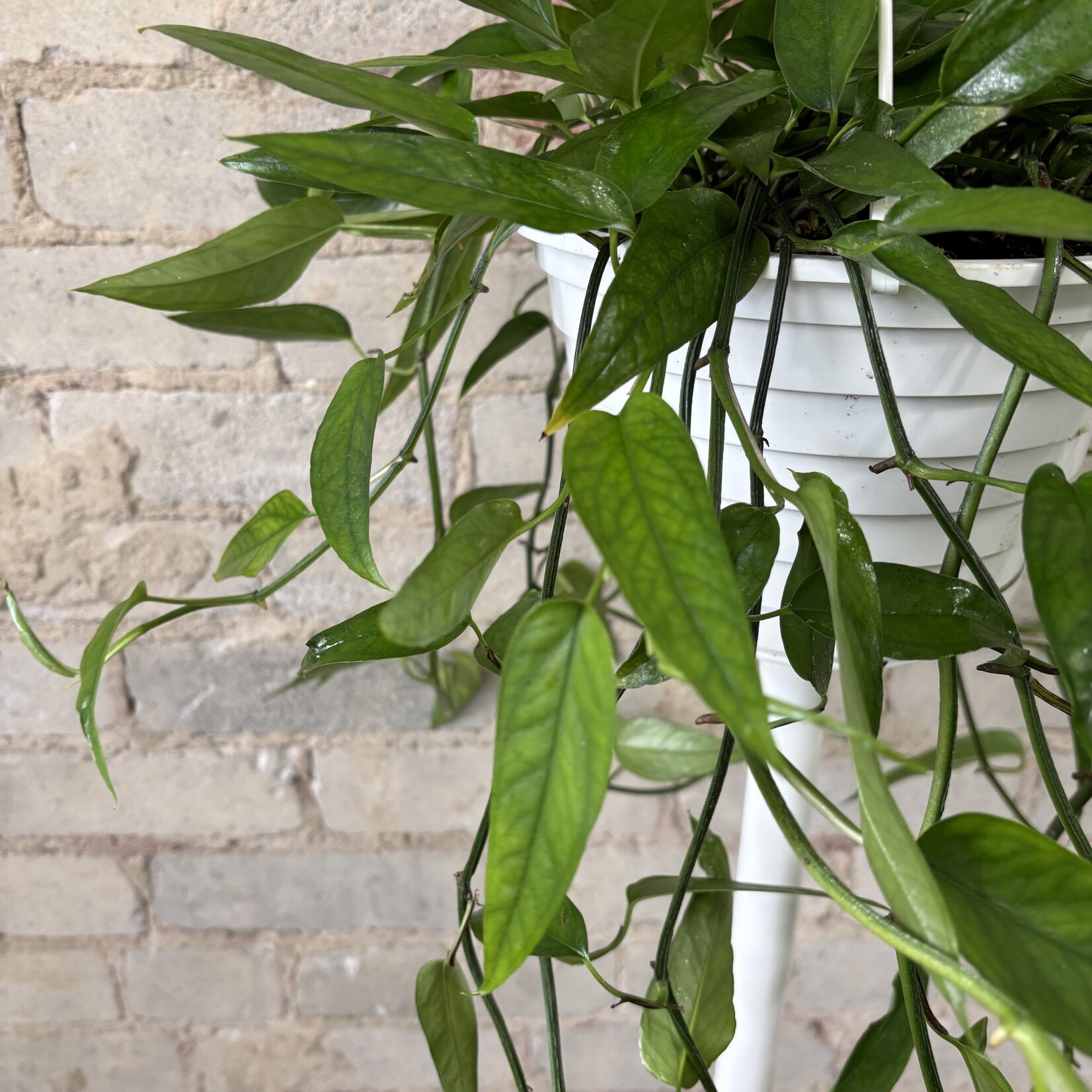 Epipremnum Skeleton Key 8"