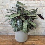 Calathea Setosa 10"