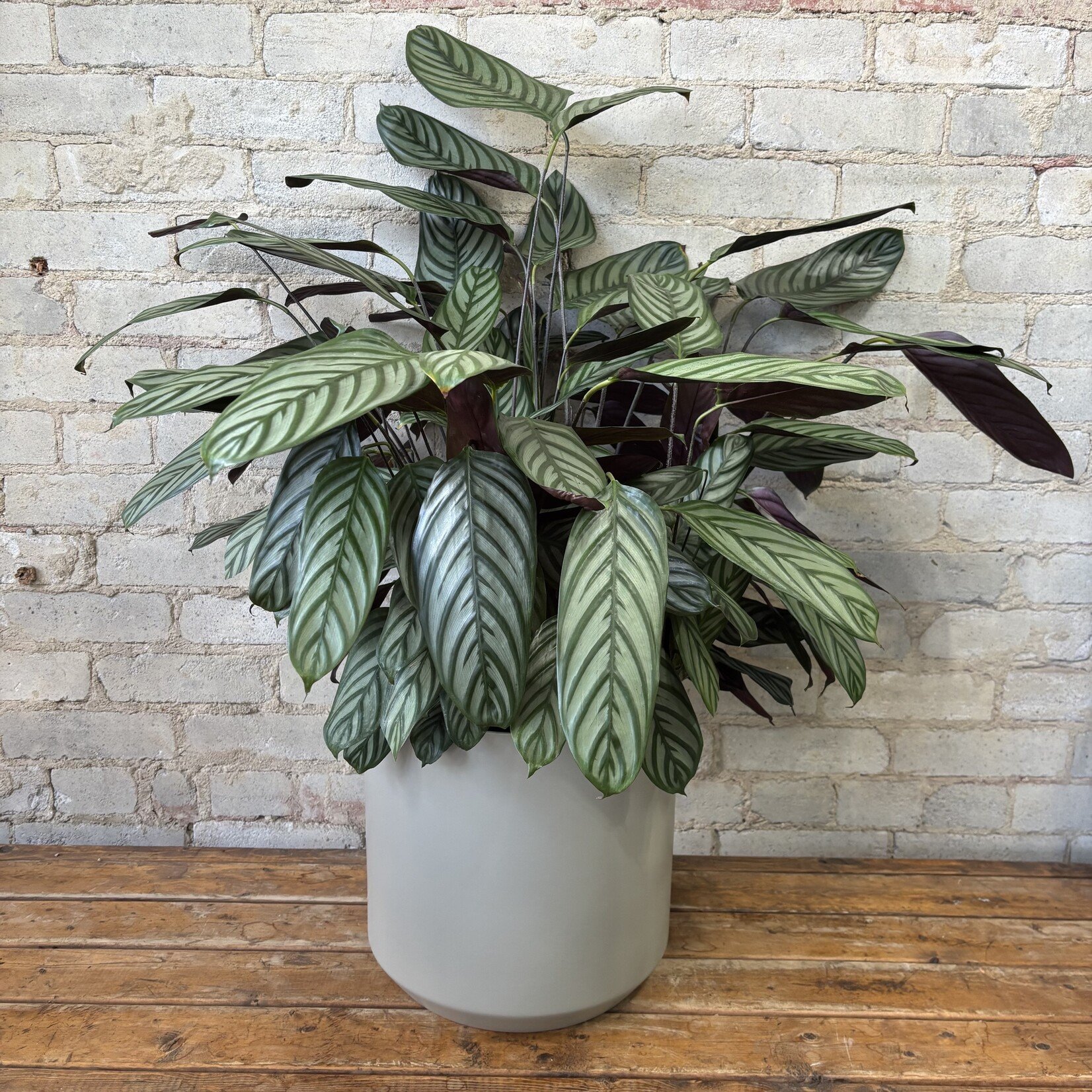 Calathea Setosa 10"