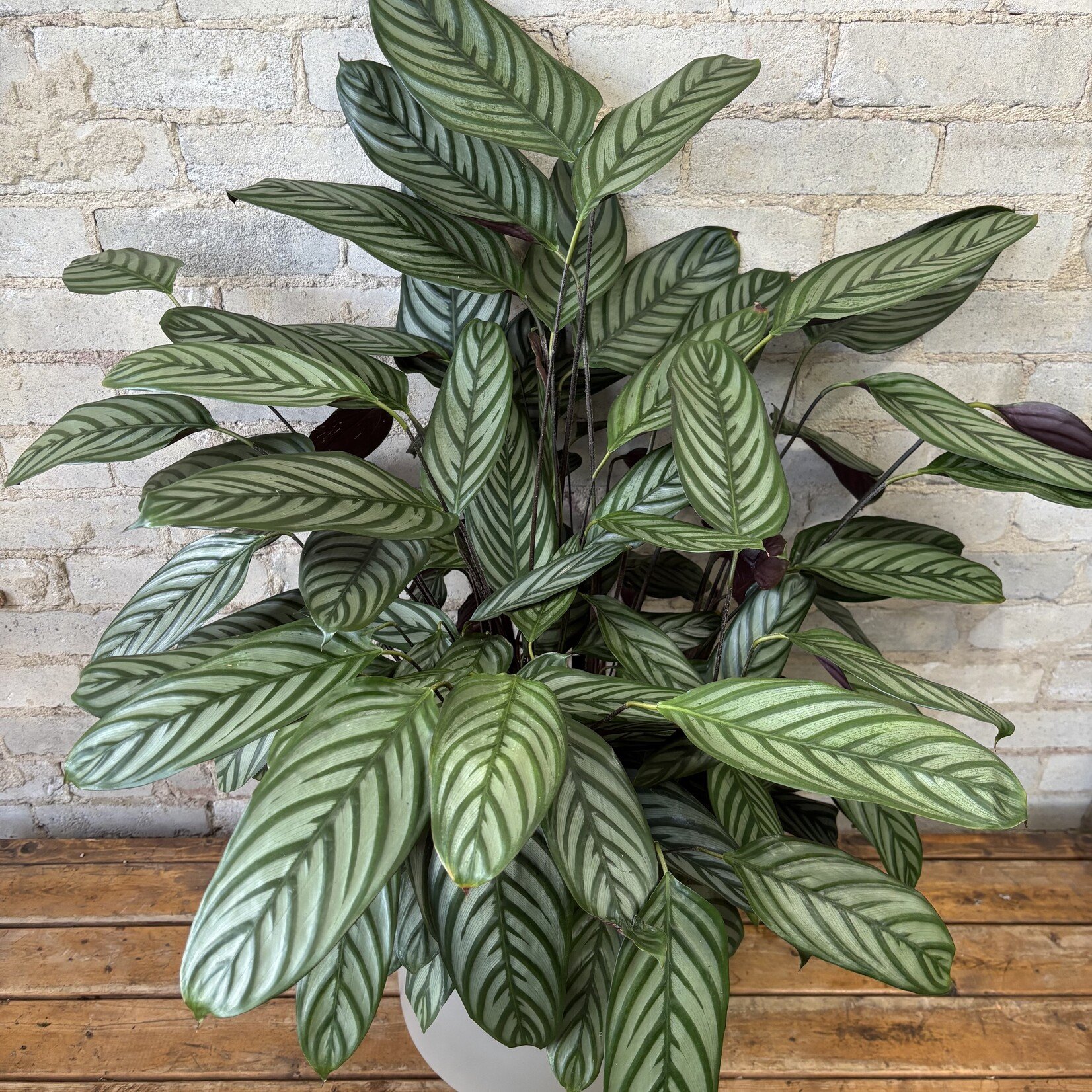 Calathea Setosa 10"