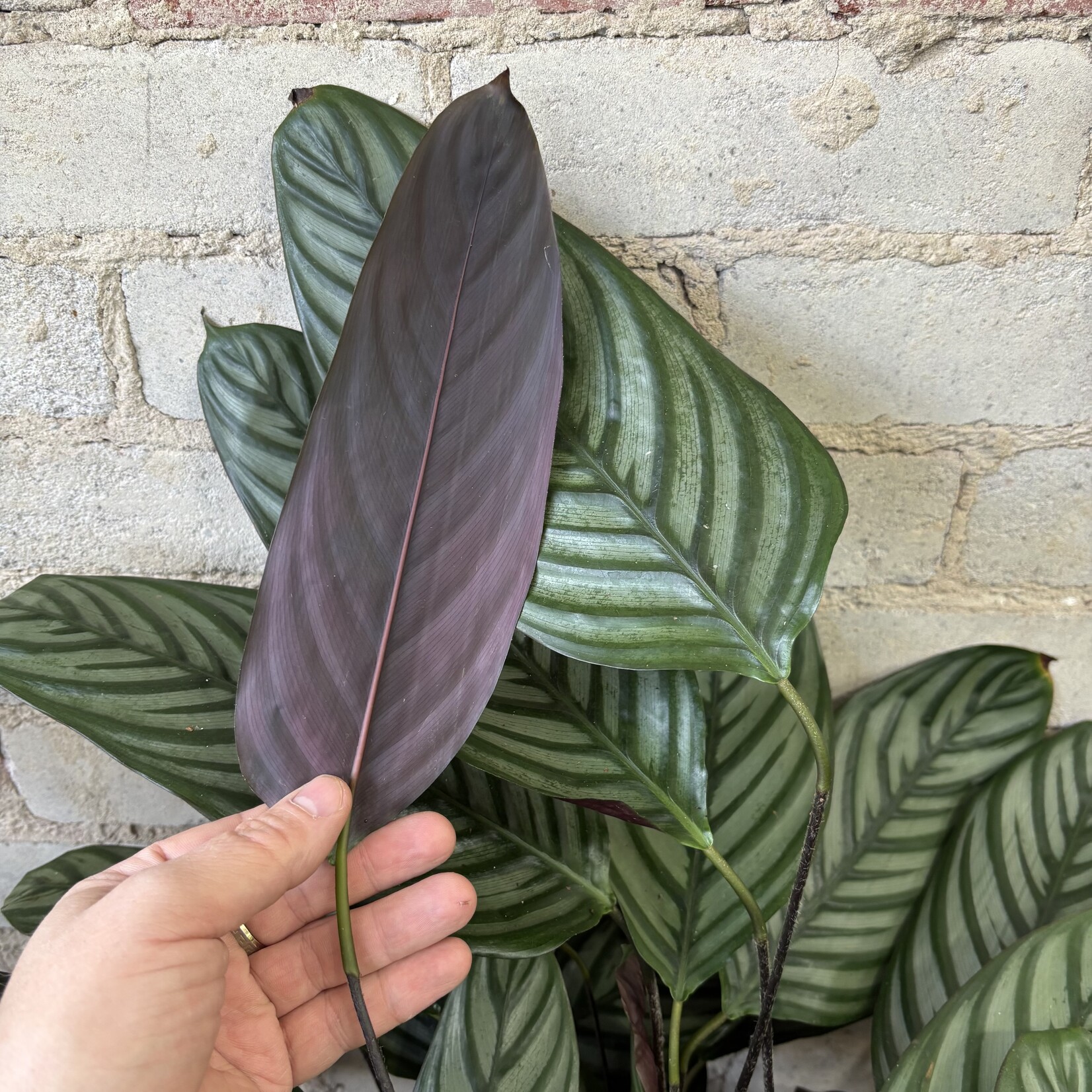 Calathea Setosa 10"
