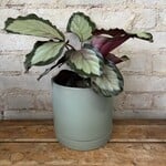 Calathea Northern Lights 6"