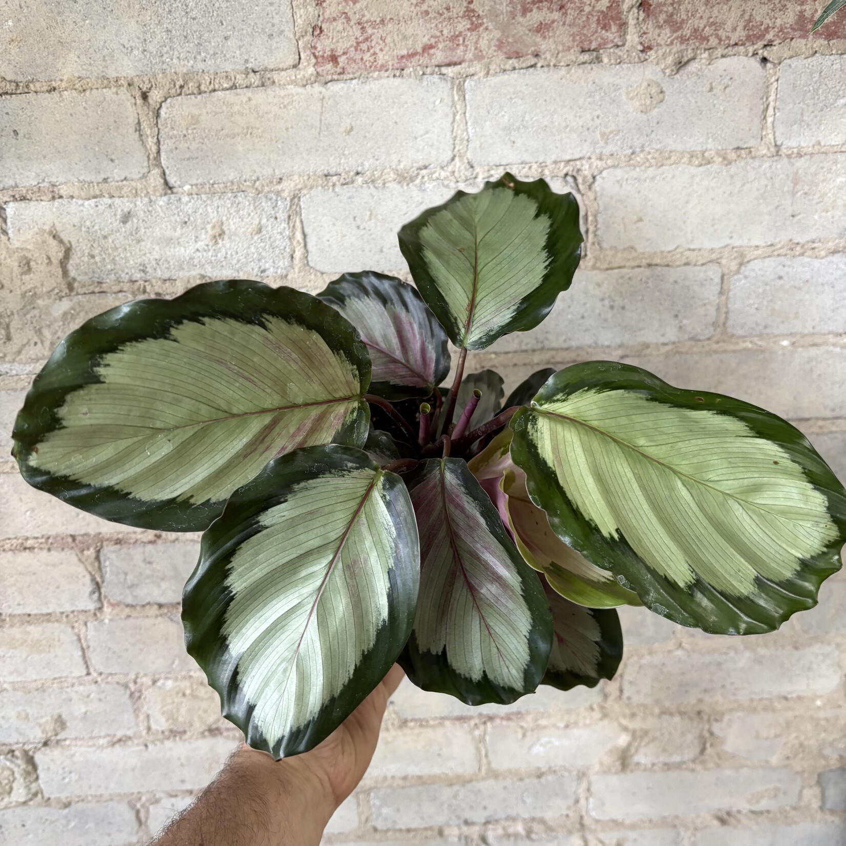 Calathea Northern Lights 6"