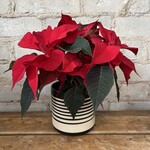 Red Poinsettia 4"