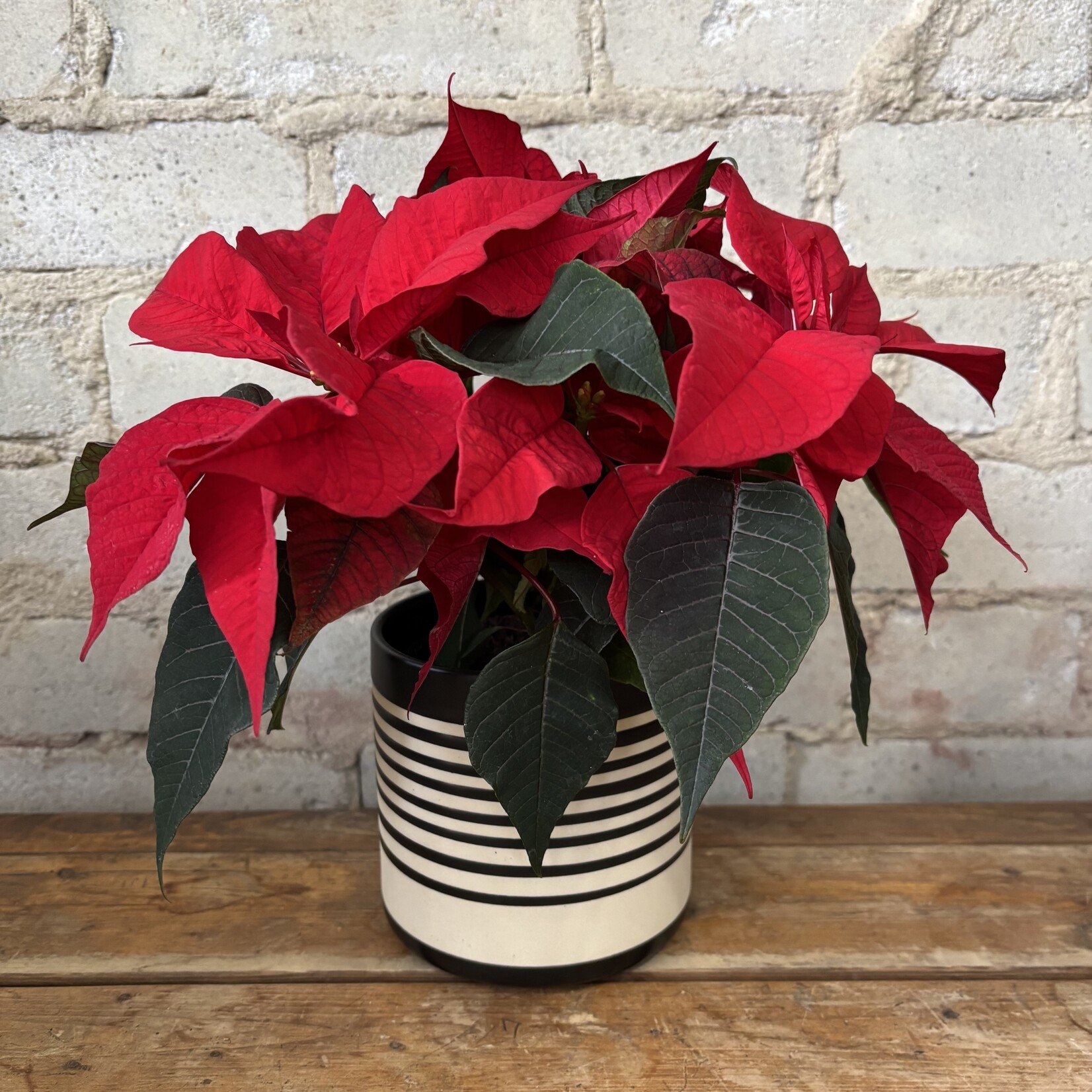 Red Poinsettia 4"