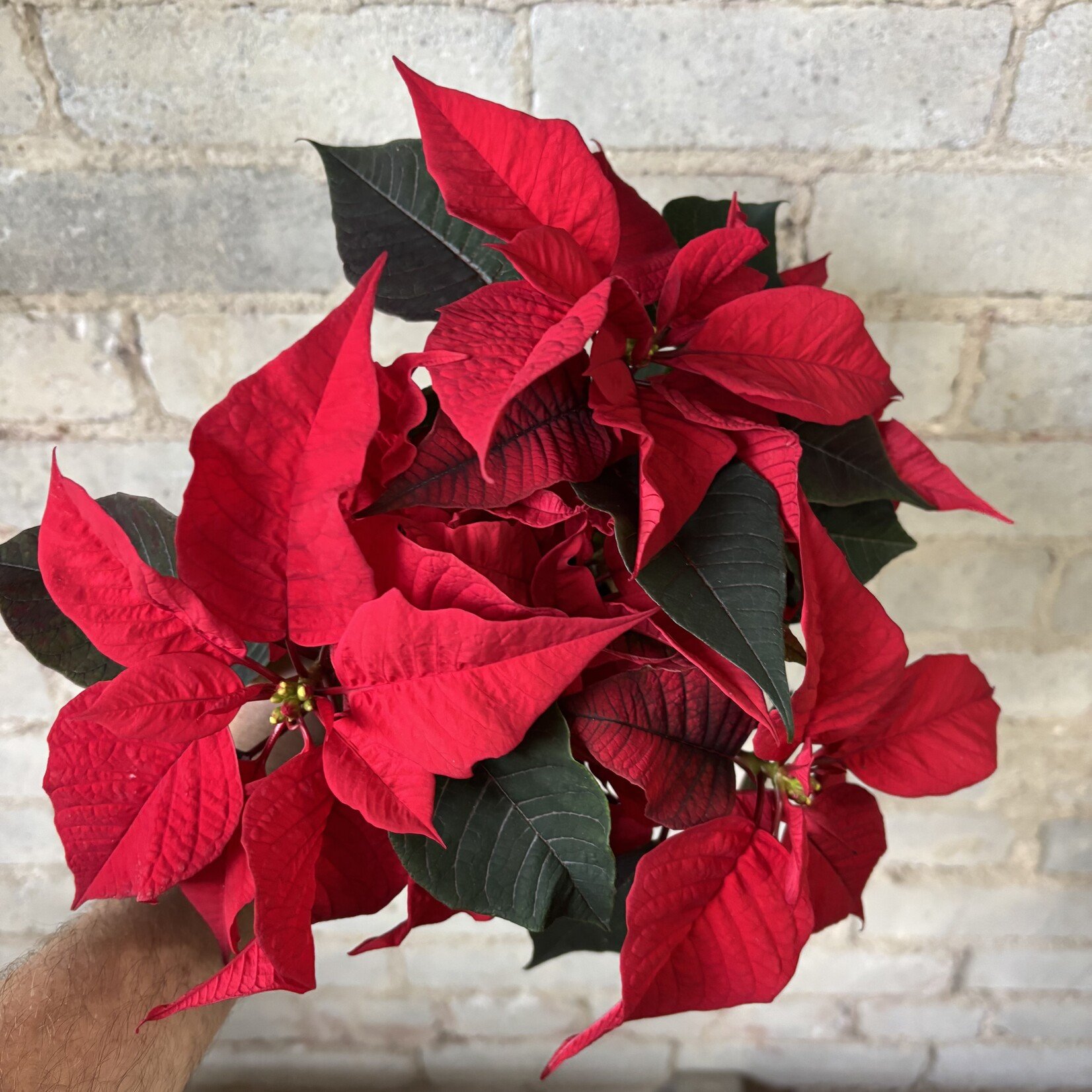 Red Poinsettia 4"