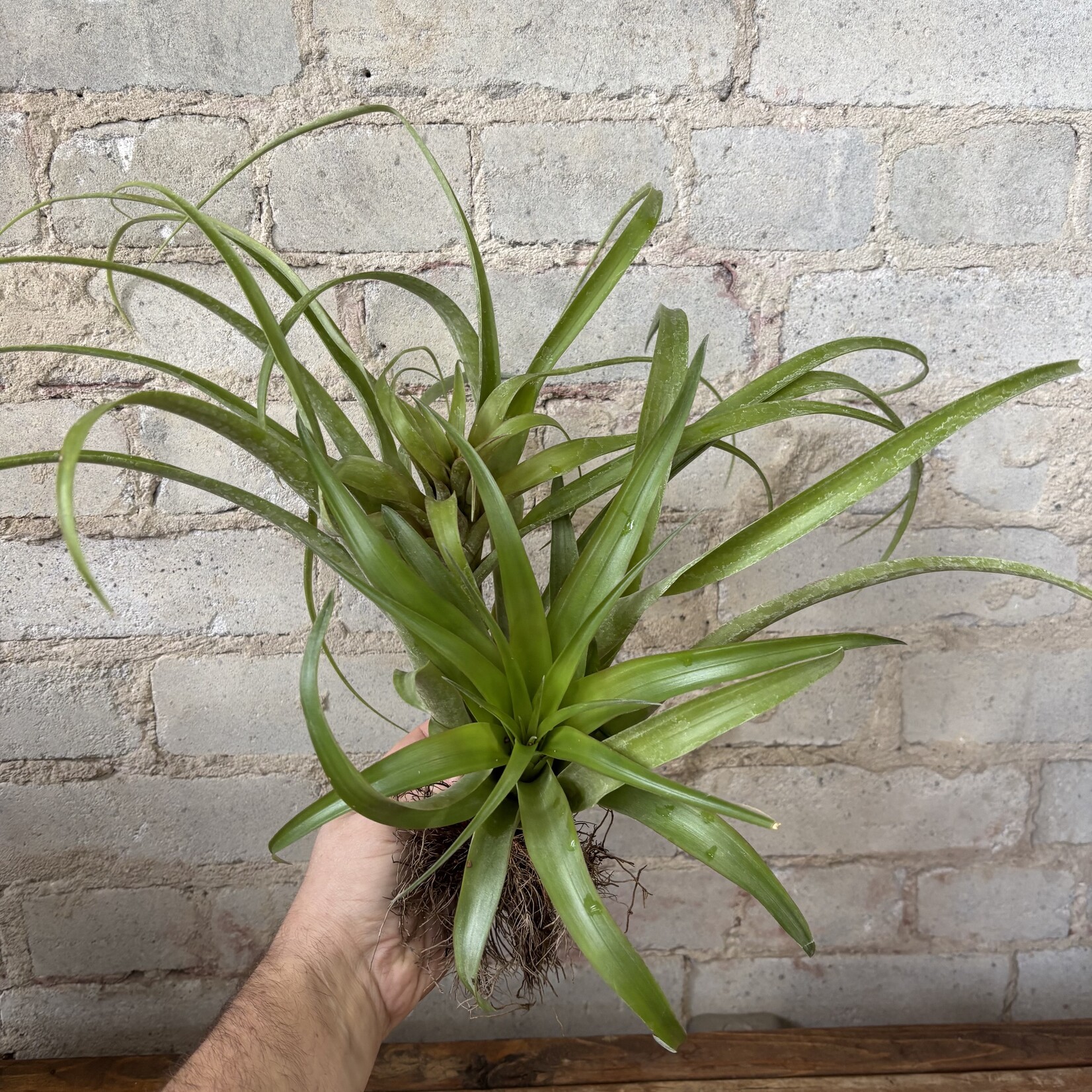 AirPlants XL B