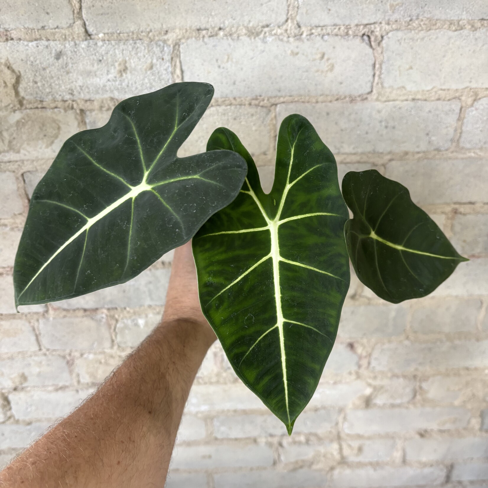 Alocasia Frydek 4"