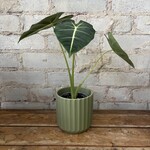 Alocasia Frydek 4"