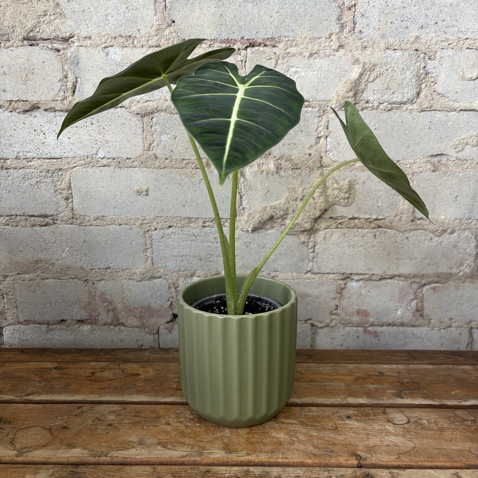 Alocasia Frydek 4"