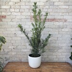 Podocarpus Maki 'Buddhist Pine' 10"