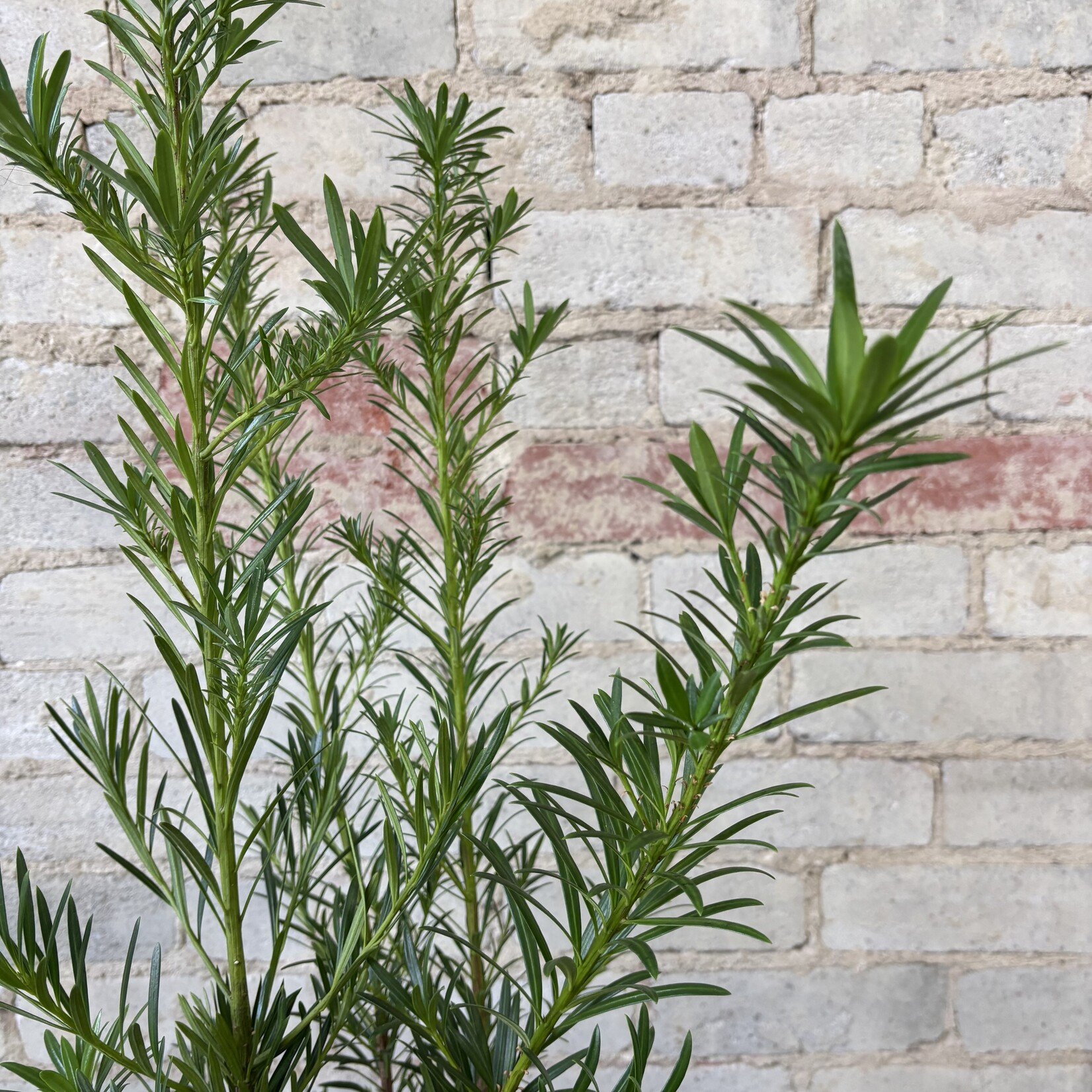 Podocarpus Maki 'Buddhist Pine' 10"