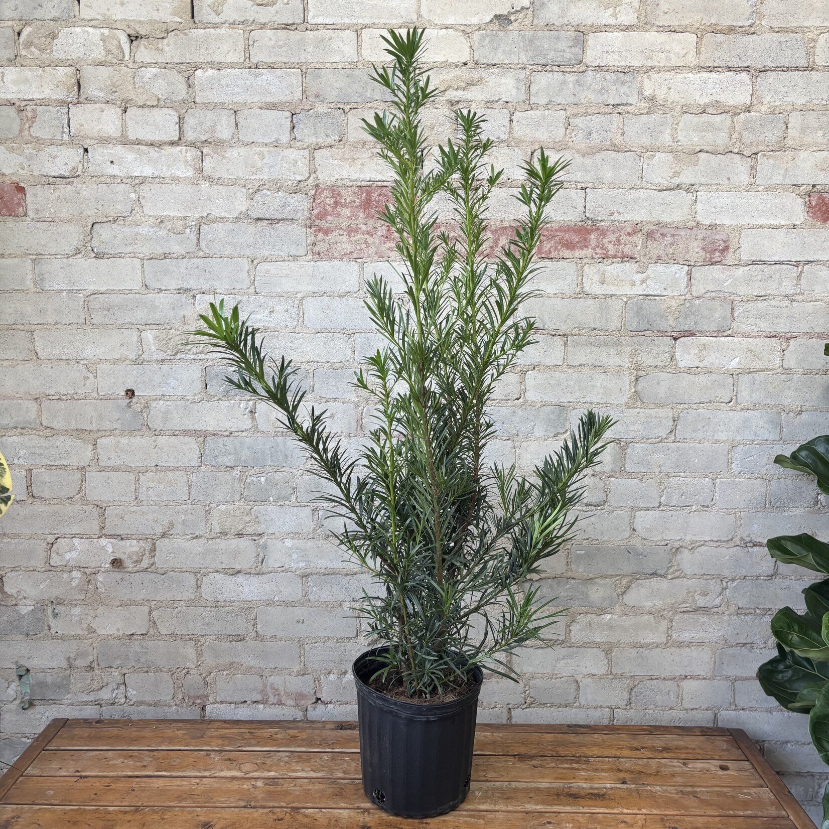 Podocarpus Maki 'Buddhist Pine' 10"