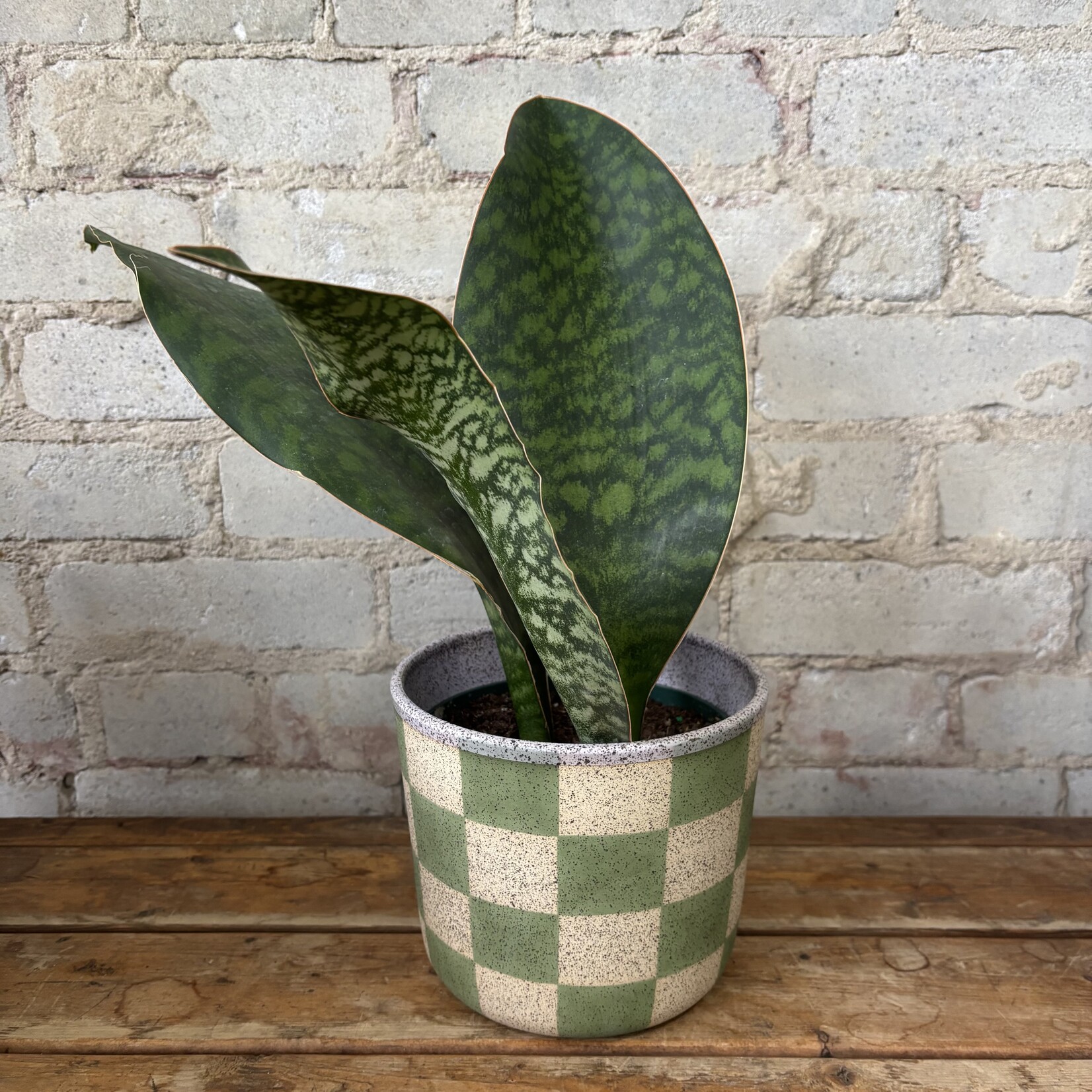 Sansevieria Whalefin 6"