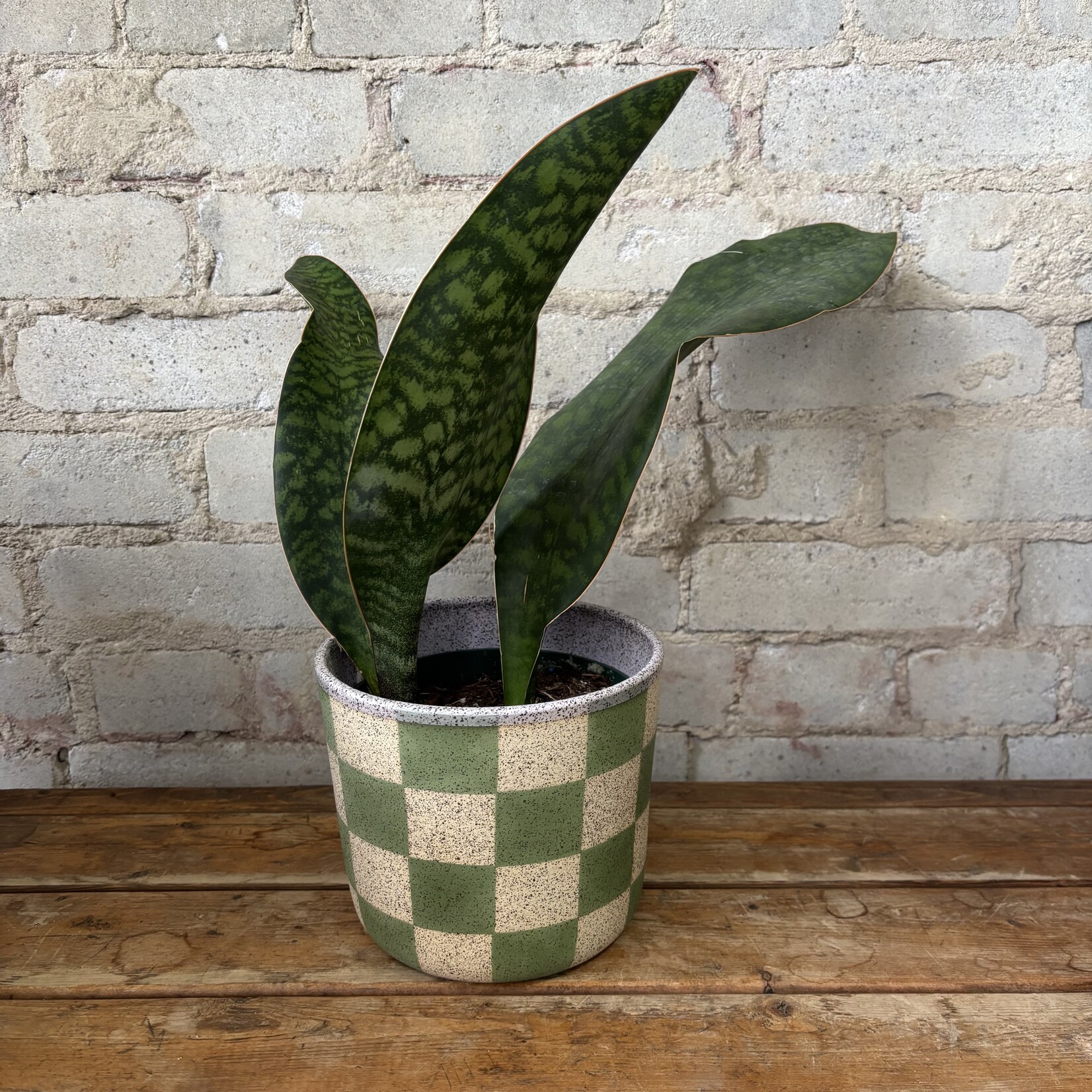 Sansevieria Whalefin 6"