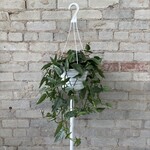 Cebu Blue Pothos 8" HB