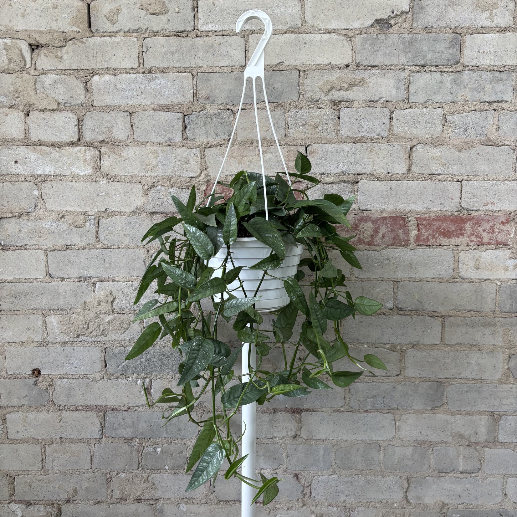 Cebu Blue Pothos 8" HB