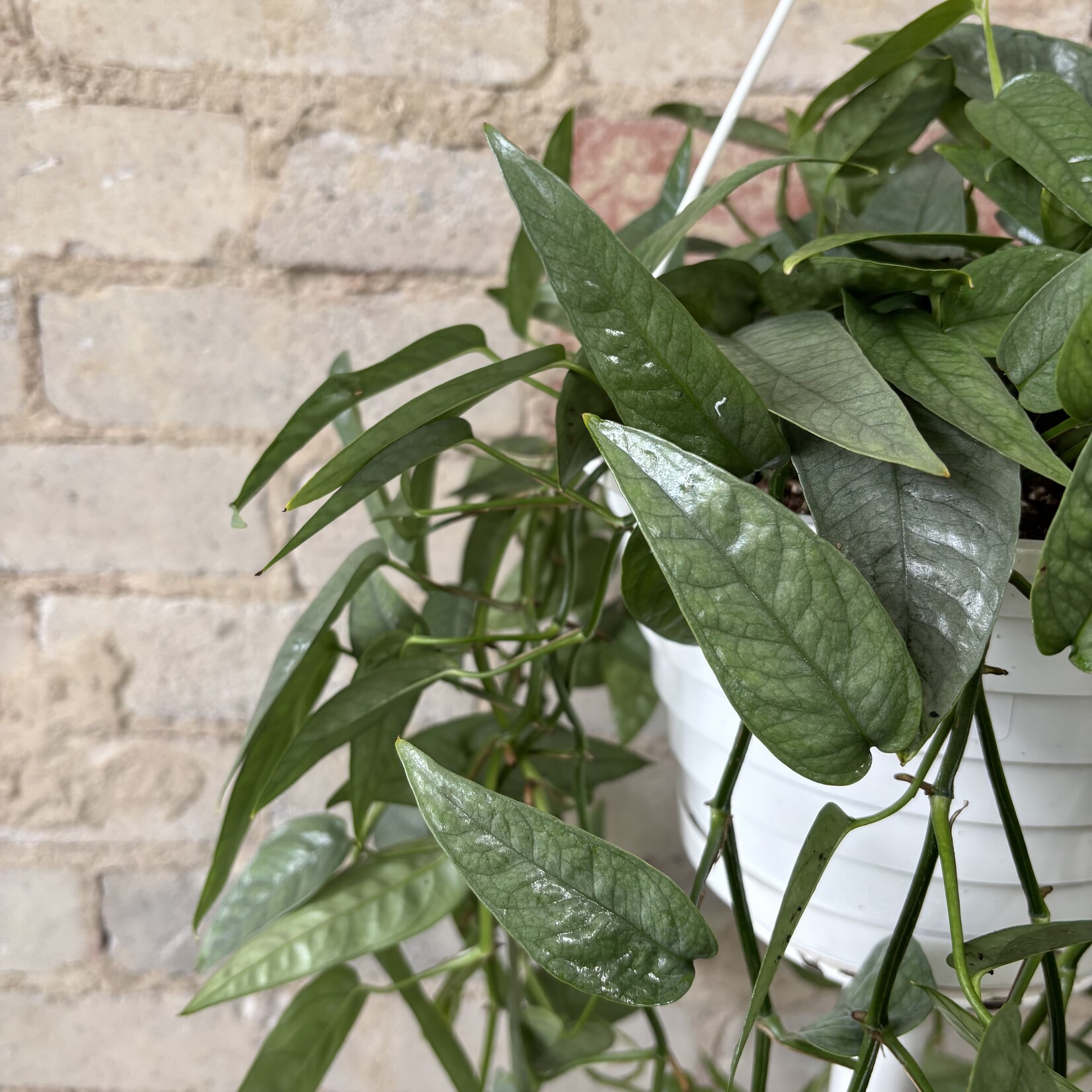 Cebu Blue Pothos 8" HB