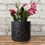 Schlumbergera 'Christmas Cactus' 4" Red