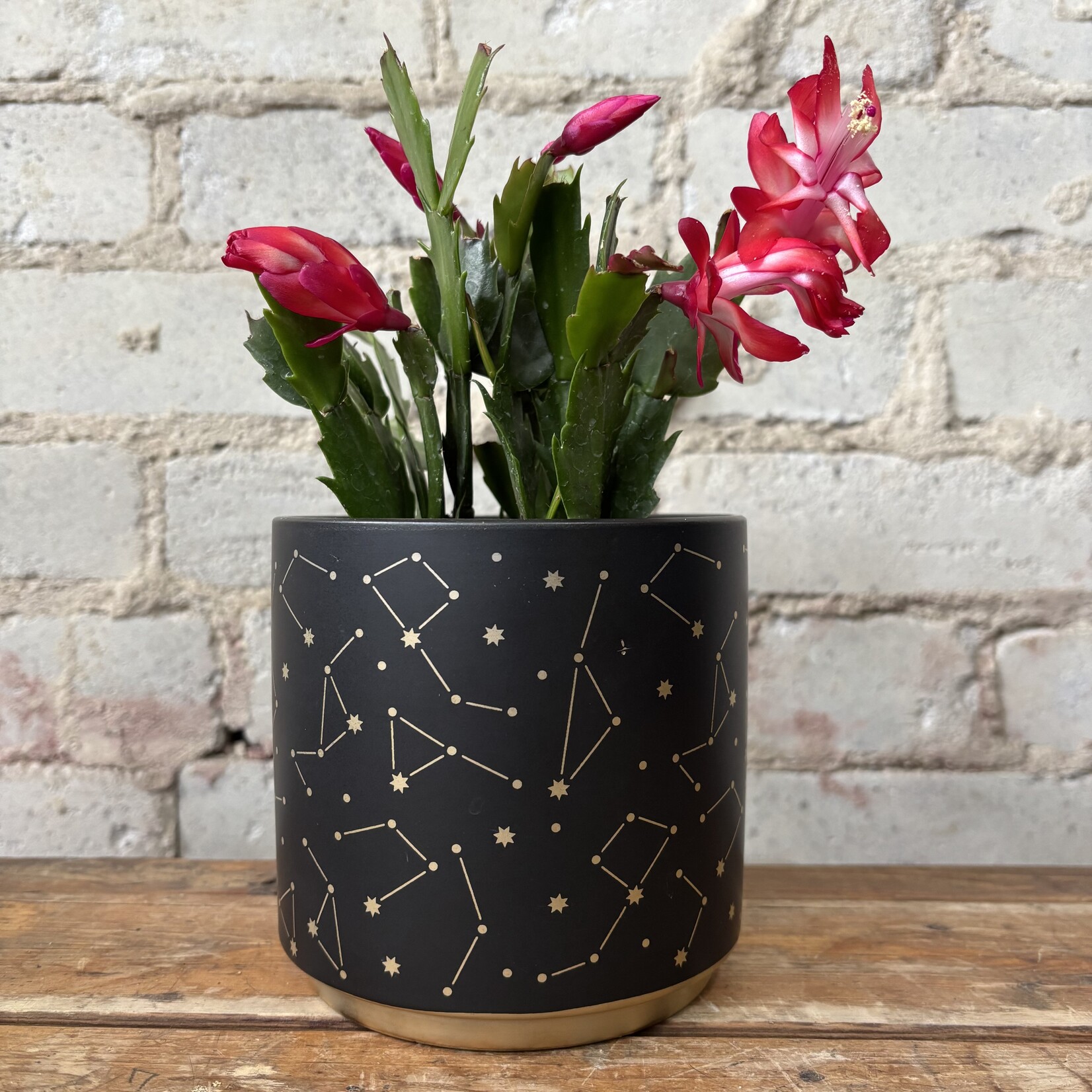 Schlumbergera 'Christmas Cactus' 4" Red