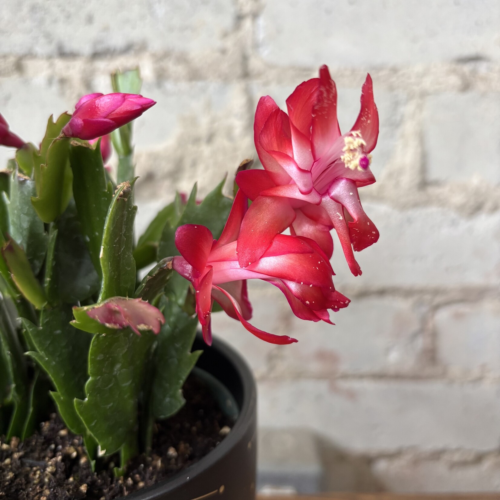 Schlumbergera 'Christmas Cactus' 4" Red