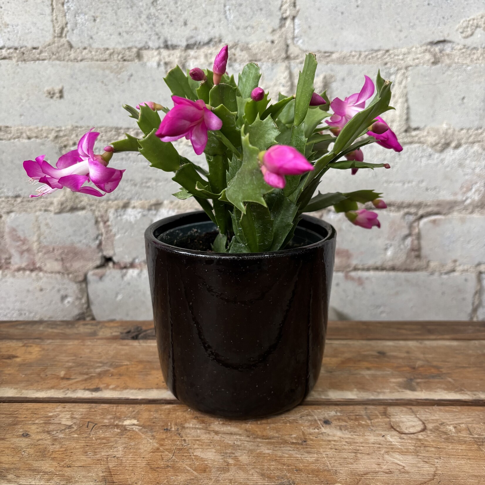 Schlumbergera 'Christmas Cactus' 4" Pink