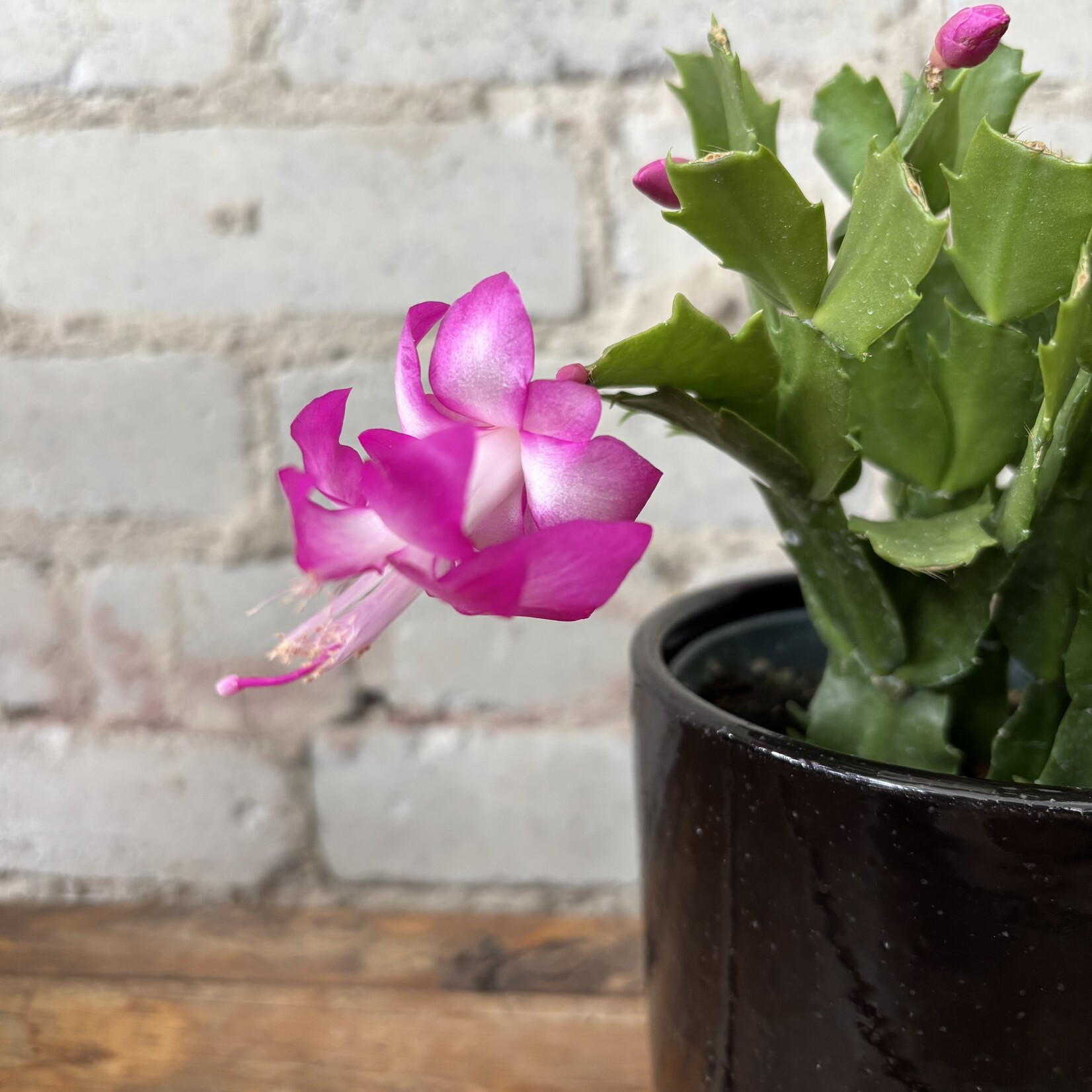 Schlumbergera 'Christmas Cactus' 4" Pink