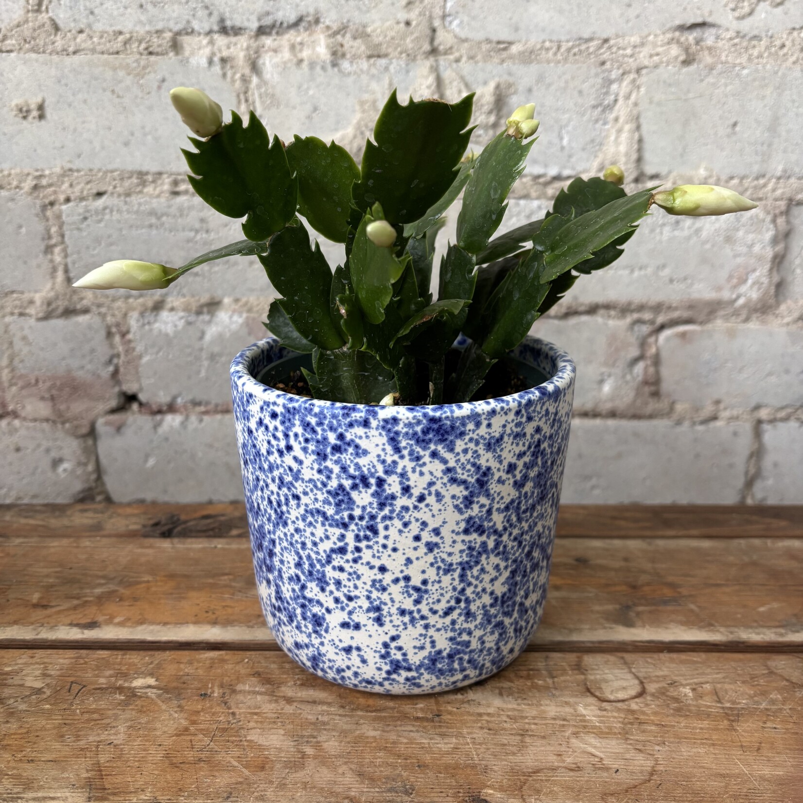 Schlumbergera 'Christmas Cactus' 4" White